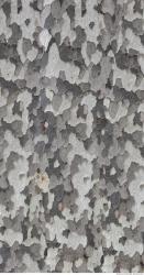 Tree Bark